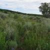 The gap in the hedge ahead helps keep you on the trial through this thick grassy area.