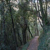 Holm oak and pine forest