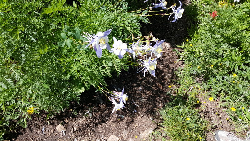 Columbines galore