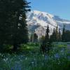 Nisqually Vista Trail