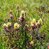 Western Indian paintbrush on Flattop Mountain in Rocky Mountain National Park