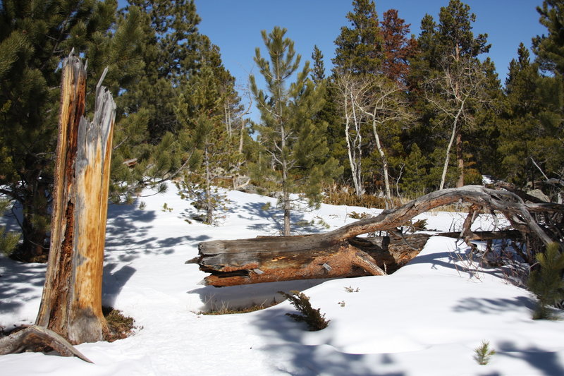 Along the Sprague Bierstadt connector