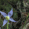 Clematis growing along the North Boundary Trail