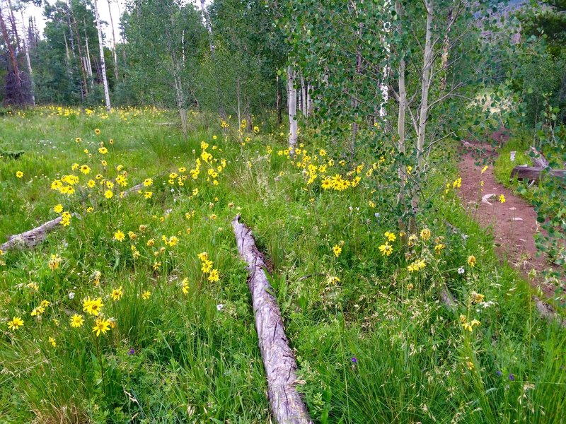 Lovely aspen forest after the initial difficult, steep stretch of trail