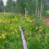 Lovely aspen forest after the initial difficult, steep stretch of trail