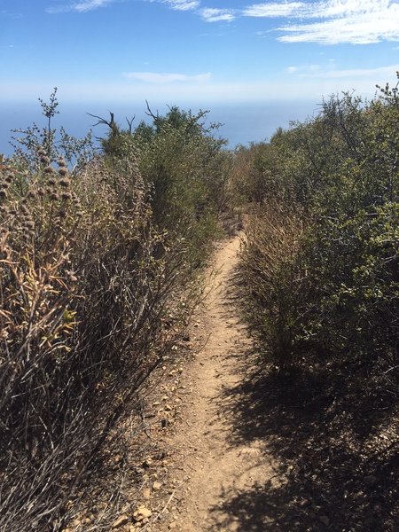 Trespass Trail being engulfed by scrub brush.