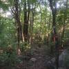 Hard to follow section between Bankhead Parkway and Flat Rock of the Land Trust's Panther Knob trail.