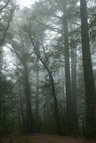 Eerie fog on the Willow Camp Fire Rd.