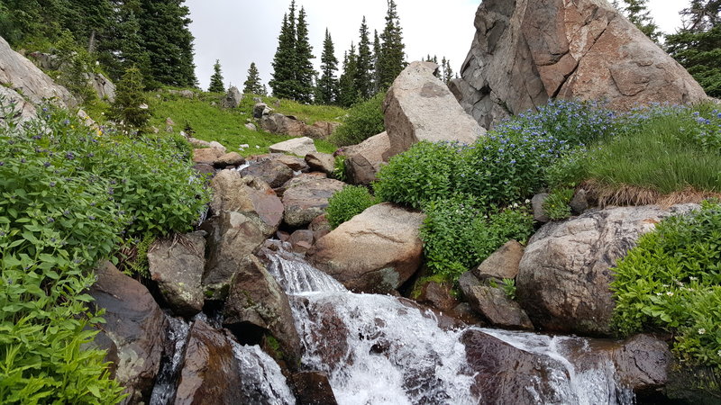 Wildflowers around a small waterfall