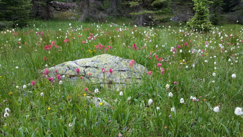 Wildflowers along the way