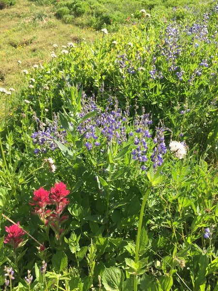 Wildflowers along the Nisqually Vista Trail