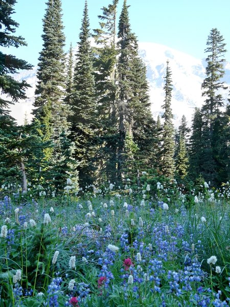 Mount Rainer wildflowers