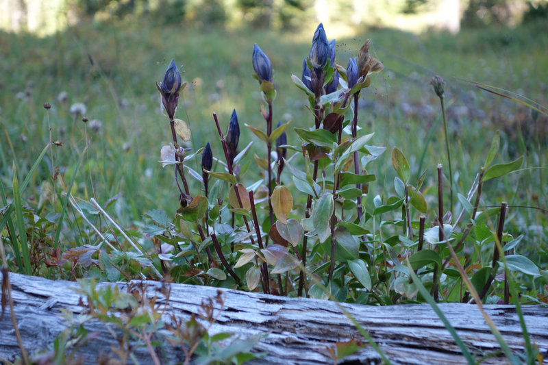 Mountain Bog Gentian along the High Lakes Trail (photo by NPS)