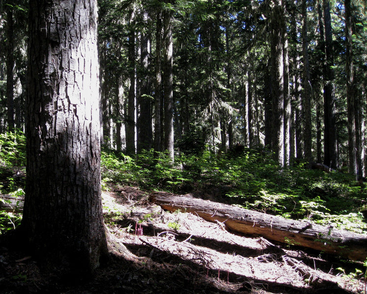 On the trail to Lake Eleanor (photo by brewbooks)