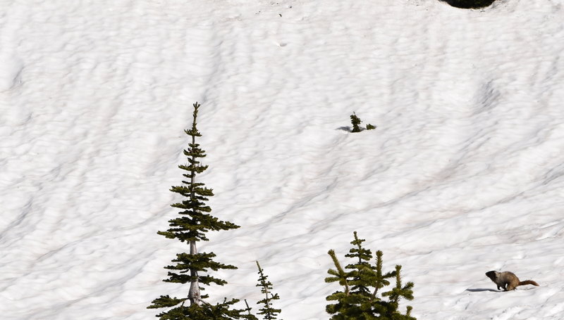 Marmots scamper in the snow at Mt Rainier NP