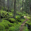 Forest on Baxter Creek Trail in Great Smoky Mountains National Park