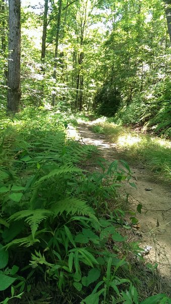 Forest growth