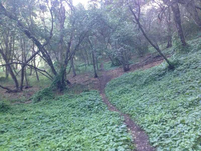 A lush section of the singletrack trail