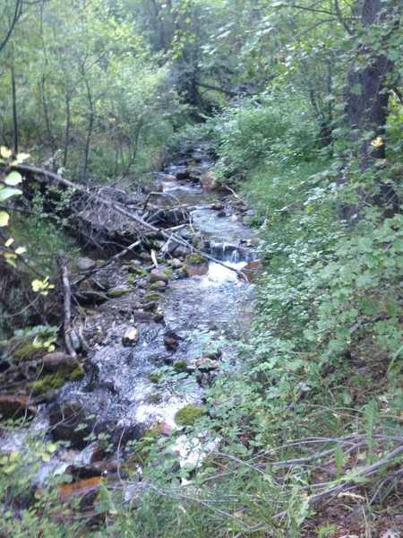 A view of Birch Creek rambling over rocks and fallen trees