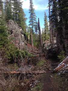 A fun section of the trail through some shattered trees