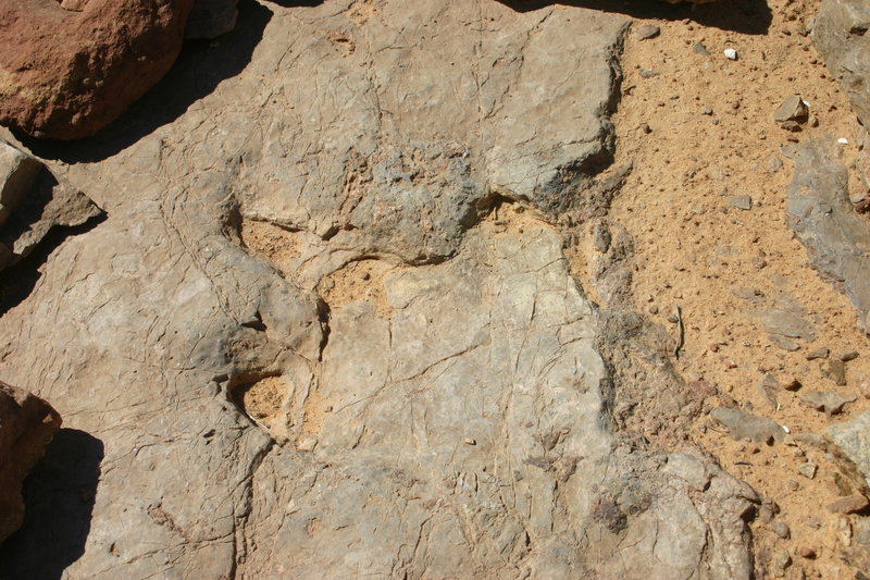 Dinosaur tracks!