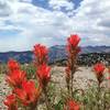 Indian Paintbrush.