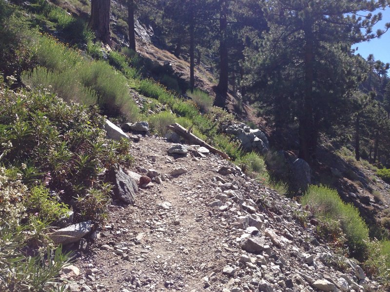 Trail is pleasant and shaded just before the ski hut.