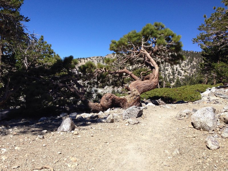 Really beautiful twisted trees in this section.