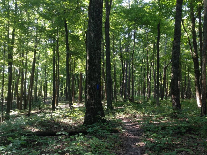 Parts of the McCoy Hollow Trail open up to nice views under the canopy