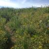 The trail as it winds up through a vast field of wildflowers