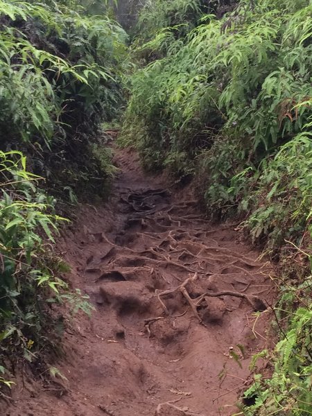 Footing can be tough with roots and mud