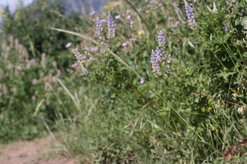 Wildflowers along Lambs Canyon Trail