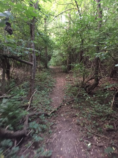 Example of what the trail and undergrowth around trail.