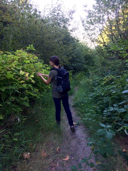 Hiker pets the soft thimbleberry leaves.