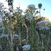 Grasses and perennials