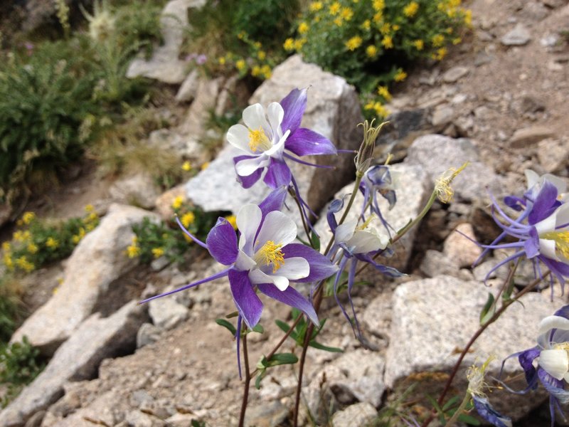 Purple columbine