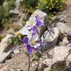 Purple columbine