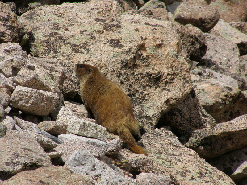 The lumbering marmot