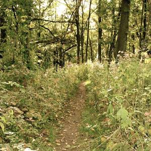 Hitting this segment of trail in the early autumn.