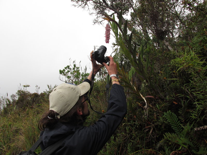 Orchids can be spotted during the descent to San Juanito.