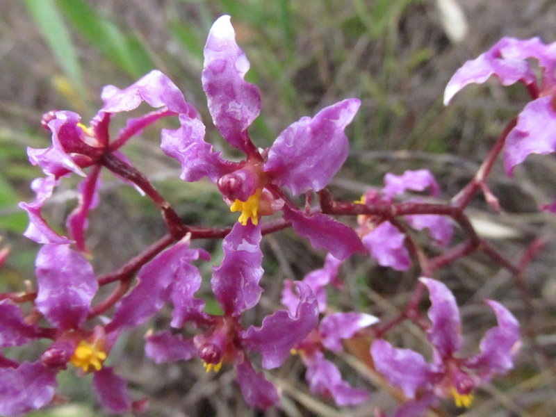 Orchids "Odontoglossum sp"