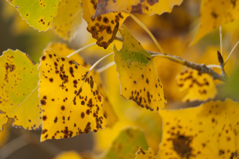 Autumn leaves in Courthouse Wash (photo by Neal Herbert NPS)