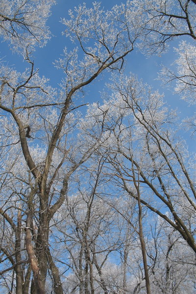 A winter scene along the Ice Age Trail.