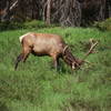 An elk grazing near Coyote Valley Trail, Rocky Mountain National Park, CO