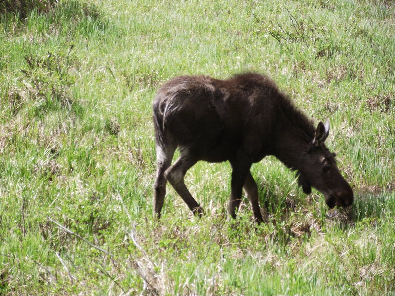 A young moose grazing!