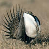 Sage grouse struttin' his stuff.