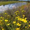 Flowers at Schwabacher's Landing