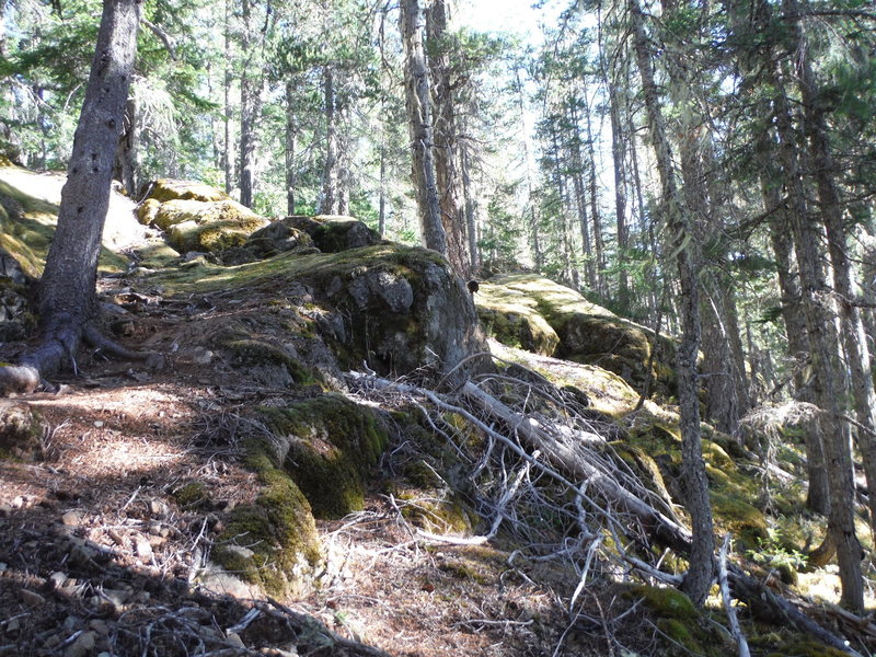 Trail gets a bit rougher higher up. Grade is still fairly mellow though.