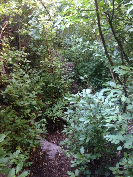 The trail becomes more overgrown in the last section, though it's rarely difficult to follow.