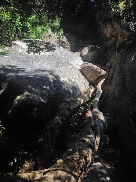 This is the boulder you'll need to navigate near the end. The large branch is a useful ladder.